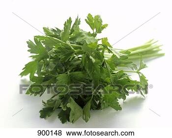 Stock Photo - parsley. fotosearch 
- search stock 
photos, pictures, 
images, and photo 
clipart