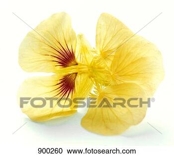 Hazır Fotoğraflar - sari,  nasturtium. 
fotosearch - foto, 
resim, görüntü 
ve foto klipart 
ara