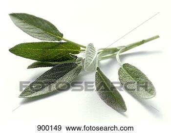 Hazır Fotoğraf - taze,  bilge. 
fotosearch - foto, 
resim, görüntü 
ve foto klipart 
ara