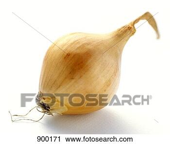 Stock Photography - a yellow onion. 
fotosearch - search 
stock photos, 
pictures, images, 
and photo clipart