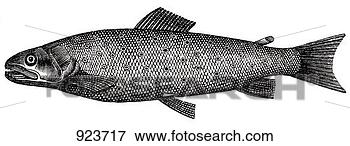 Hazır İlüstrasyonlar - alabalik tutmak, 
 (illustration). 
fotosearch - klipart 
İlüstrasyon, çizimler 
ve görüntüler 
ara