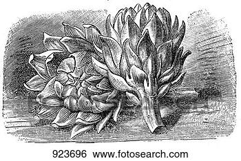 Hazır İlüstrasyonlar - artichokes,  (illustration). 
fotosearch - klipart 
İlüstrasyon, çizimler 
ve görüntüler 
ara