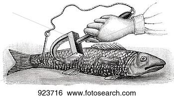 Hazır İlüstrasyonlar - artma,  fish, 
 (illustration). 
fotosearch - klipart 
İlüstrasyon, çizimler 
ve görüntüler 
ara