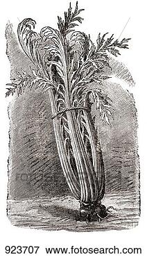 Hazır İlüstrasyonlar - cardoon,  (illustration). 
fotosearch - klipart 
İlüstrasyon, çizimler 
ve görüntüler 
ara