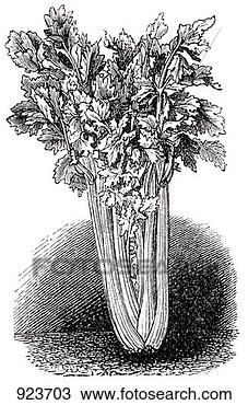 Çizim - kereviz,  (illustration). 
fotosearch - klipart 
İlüstrasyon, çizimler 
ve görüntüler 
ara