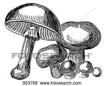 Hazır İlüstrasyonlar - mantarlar,  (illustration, 
 1). fotosearch 
- klipart İlüstrasyon, 
çizimler ve görüntüler 
ara