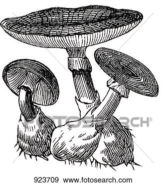 Hazır İlüstrasyonlar - mantarlar,  (illustration, 
 2). fotosearch 
- klipart İlüstrasyon, 
çizimler ve görüntüler 
ara