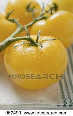 Stock Photography - five yellow cherry 
tomatoes on tea 
towel. fotosearch 
- search stock 
photos, pictures, 
images, and photo 
clipart