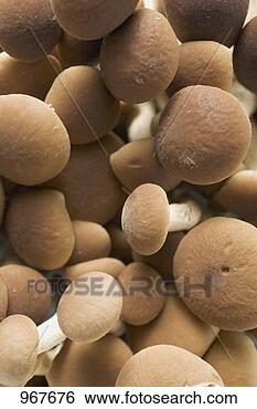 Stock Photo - pioppini mushrooms 
from italy (full-frame). 
fotosearch - search 
stock photos, 
pictures, images, 
and photo clipart