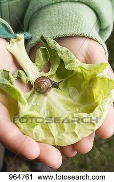 Stock Photography - child's hands 
holding cabbage 
leaf with snail. 
fotosearch - search 
stock photos, 
pictures, images, 
and photo clipart