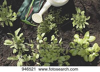 Stock Photography - a herb garden 
(detail). fotosearch 
- search stock 
photos, pictures, 
images, and photo 
clipart