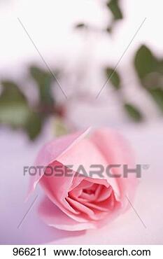 Stock Photography - pink rose. fotosearch 
- search stock 
photos, pictures, 
images, and photo 
clipart