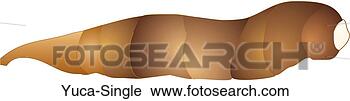 Clipart - yuca single. fotosearch 
- search clipart, 
illustration, 
drawings and vector 
eps graphics images