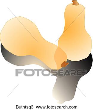 Drawing - butternut squash-shadows. 
fotosearch - search 
clipart, illustration, 
drawings and vector 
eps graphics images