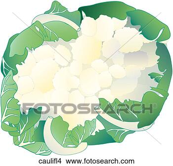 Stock Illustration - cauliflower-one. 
fotosearch - search 
clipart, illustration, 
drawings and vector 
eps graphics images