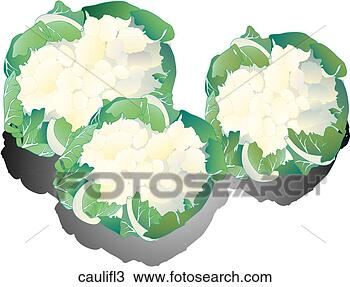 Drawing - cauliflower-shadows. 
fotosearch - search 
clipart, illustration, 
drawings and vector 
eps graphics images