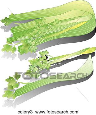 Drawing - celery-shadows. 
fotosearch - search 
clipart, illustration, 
drawings and vector 
eps graphics images