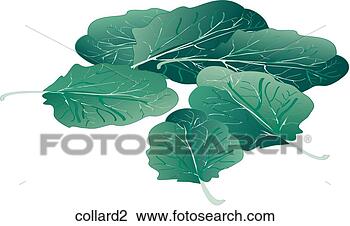 Clip Art - collards. fotosearch 
- search clipart, 
illustration, 
drawings and vector 
eps graphics images