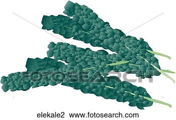 Clip Art - elephant kale. 
fotosearch - search 
clipart, illustration, 
drawings and vector 
eps graphics images