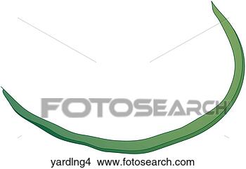 Arquivos de Ilustração - jarda,  longo, 
 beans-one. fotosearch 
- busca de ilustrações 
clipeart e desenhos