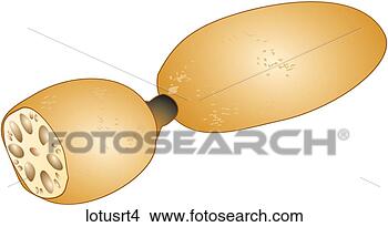 Stock Illustration - lotus root-one. 
fotosearch - search 
clipart, illustration, 
drawings and vector 
eps graphics images