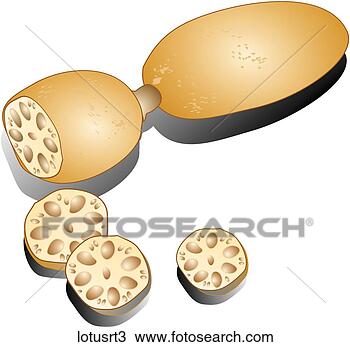 Drawing - lotus root-shadows. 
fotosearch - search 
clipart, illustration, 
drawings and vector 
eps graphics images
