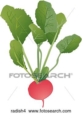 Stock Illustration - radishes-one. 
fotosearch - search 
clipart, illustration, 
drawings and vector 
eps graphics images