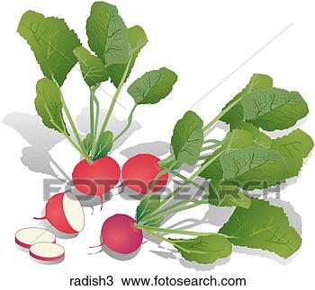 Drawing - radishes-shadows. 
fotosearch - search 
clipart, illustration, 
drawings and vector 
eps graphics images