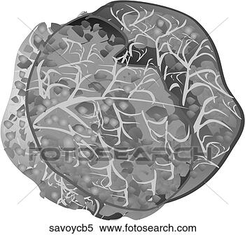 Stock Illustration - savoy cabbage-one 
b&w. fotosearch 
- search clipart, 
illustration, 
drawings and vector 
eps graphics images