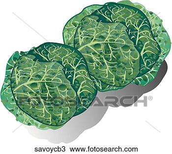 Drawing - savoy cabbage-shadows. 
fotosearch - search 
clipart, illustration, 
drawings and vector 
eps graphics images