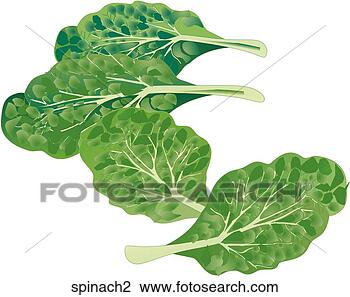 Clip Art - spinach. fotosearch 
- search clipart, 
illustration, 
drawings and vector 
eps graphics images