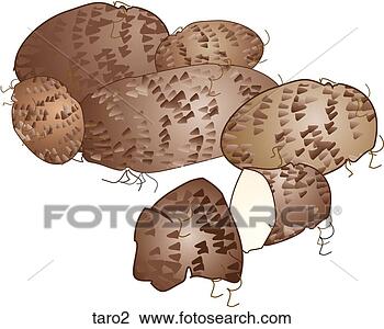 Clip Art - taro. fotosearch 
- search clipart, 
illustration, 
drawings and vector 
eps graphics images
