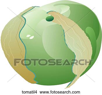 Stock Illustration - tomatillos-one. 
fotosearch - search 
clipart, illustration, 
drawings and vector 
eps graphics images