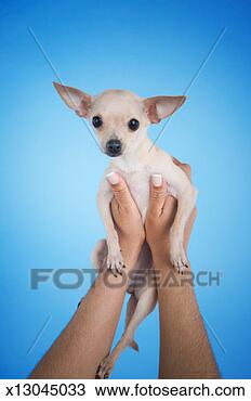 Stock Photo - woman holding 
up chihuahua looking 
at camera, close-up 
of dog. fotosearch 
- search stock 
photos, pictures, 
images, and photo 
clipart
