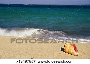 Picture - barbados, st philip, 
conch shell on 
beach. fotosearch 
- search stock 
photos, pictures, 
images, and photo 
clipart