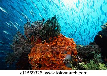 Stock Photo - bluestreak fusiliers 
(pterocaesio sp) 
swimming by coral 
reef. fotosearch 
- search stock 
photos, pictures, 
images, and photo 
clipart