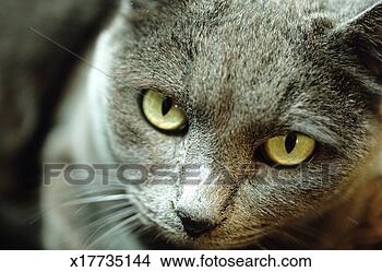 Stock Photo - grey domestic 
cat, close-up. 
fotosearch - search 
stock photos, 
pictures, images, 
and photo clipart