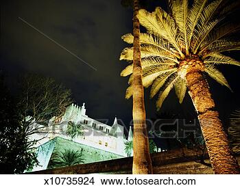 Stock Photo - spain, majorca, 
palma, palau de 
almudaina and 
palm trees, low 
angle. fotosearch 
- search stock 
photos, pictures, 
images, and photo 
clipart