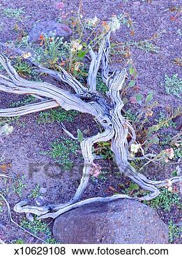 Stock Photo - usa, california, 
death valley, 
ibex dunes, creosote 
bush (larrea sp). 
fotosearch - search 
stock photos, 
pictures, images, 
and photo clipart