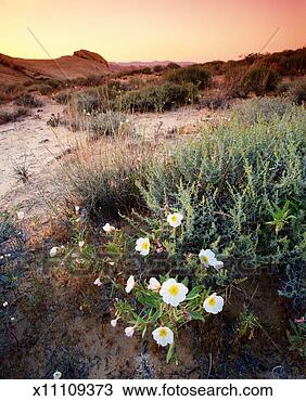 Stock Photo - usa, nevada, valley 
of fire state 
park, cespitose 
evening primrose. 
fotosearch - search 
stock photos, 
pictures, images, 
and photo clipart