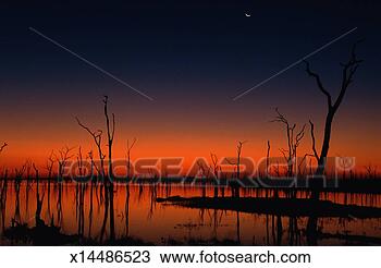 Stock Photo - zimbabwe, matusadona, 
petrified tree 
trunks in lake 
kariba, dusk. 
fotosearch - search 
stock photos, 
pictures, images, 
and photo clipart