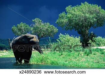 Stock Photo - zimbabwe, zambezi, 
elephant (loxodonta 
africana) in stream. 
fotosearch - search 
stock photos, 
pictures, images, 
and photo clipart