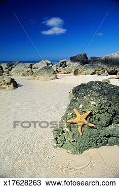 Stock Photo - bahamas, starfish 
on rocks at beach. 
fotosearch - search 
stock photos, 
pictures, images, 
and photo clipart