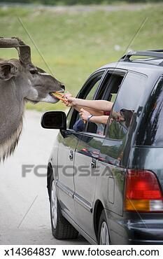 Picture - family in van 
feeding animal 
at safari park, 
rear view. fotosearch 
- search stock 
photos, pictures, 
images, and photo 
clipart