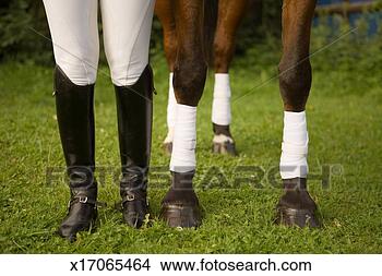 Stock Photo - female horse rider 
standing by horse, 
low section. fotosearch 
- search stock 
photos, pictures, 
images, and photo 
clipart