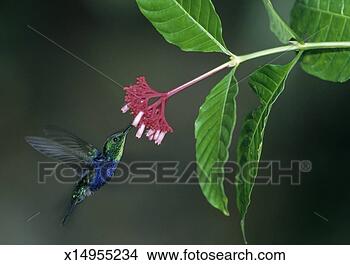 Stock Photo - fork-tailed woodnymph 
(thalurania furcata) 
feeding on flower. 
fotosearch - search 
stock photos, 
pictures, images, 
and photo clipart