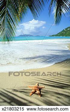 Stock Image - grenada, starfish 
and shadows of 
palm trees on 
beach. fotosearch 
- search stock 
photos, pictures, 
images, and photo 
clipart