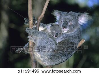 Stock Photo - koala with baby 
sleeping in tree 
(captive animal). 
fotosearch - search 
stock photos, 
pictures, images, 
and photo clipart