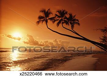 Stock Photo - west indies, barbados, 
tropical beach, 
sunset. fotosearch 
- search stock 
photos, pictures, 
images, and photo 
clipart