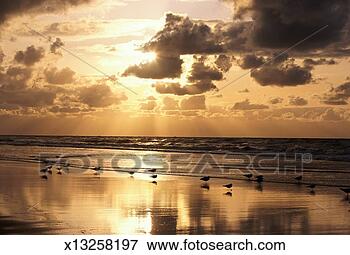 Picture - begium, ostend, 
birds on beach 
at sunset. fotosearch 
- search stock 
photos, pictures, 
images, and photo 
clipart